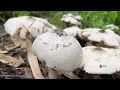 3 years consecutive amazing wild mushroom from the forest, traditional work in countryside