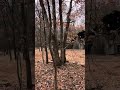 Mister the Cat Goes for a Walk in the woods at Texas State Park