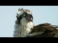 Timelapse: Painting an Osprey and a Bunny