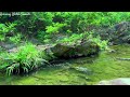 ASRM Relaxing Mouth Sounds, Relaxing Forest Streams, Most Beautiful Nature and Relaxing Bird Sounds