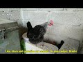 Chicken Song | Hen Egg Laying Song _ Compilation | Hen Sound | Chicken Sounds | Unique Pets World