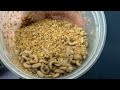 How to Start a Black Soldier Fly Larvae Colony