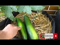 Growing Zucchini in Containers (Summer Squash from Seed to Harvest) Container Garden