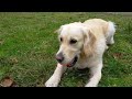 golden retriever 2 ans cours avec sa balle