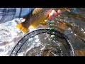 Nice brown released on the Devils river.