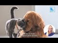 Things Nobody Told You About Owning a Golden Retriever? - Vet Dr Alex