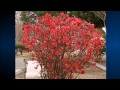 Most Beautiful Flowering Trees and Shrubs in the World