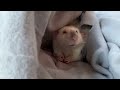 Cute rat eats a nut