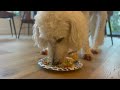 Darkie the Mini Schnauzer's 10th Birthday Party! | Pet Vlog