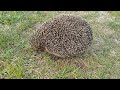 Деревенский ёжик/Селски таралеж/Village hedgehog  24.05.2024