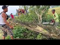 Like bonsai !! Cut down 2 trembesi trees at the rice fields.