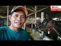 TIPS MEMILIH SAPI UNTUK POTONG Dan QURBAN BANYAK DAGINGNYA