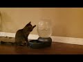Pika Fighting the Water Dispenser - Director's Extended Cut