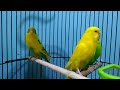 Bird the sound parkit beautiful