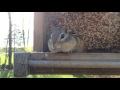 Chipmunk caught red handed....kinda