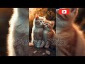 cute cat short video song | Cat Love Song |