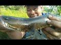 CUACA SANGAT PANAS BANGET SAMBARAN IKAN GABUS PUN MANGKIN MENGANAS