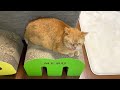 飼い主が見ていない時だけ行われる兄弟猫の謎の絡みが可愛すぎた！