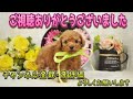 なでなでしてほしい！遊んでほしい！アピールが独特で可愛いすぎる犬ですw【トイプードル】My dog is such a baby.