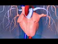 Pericardial Effusion: sign and symptoms, pathophysiology, diagnosis & treatment