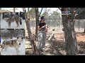 Maya gives a tour of the NEW in-progress wolf enclosure at Alveus