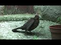 Blackbird Preening - Proud Young Bird