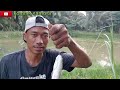 mancing ikan Toman.