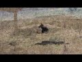 Wolf encounter on Buffalo Plateau - wolves, bear and other wildlife in Yellowstone