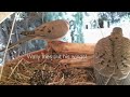 Mourning Dove Family - Part 2 (Hatching and raising young)