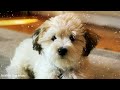 Calming music for noisy dogs💖🐶 Sleep music, Separation Anxiety Music, Relax your dogs