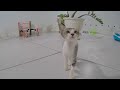 😂 Best Cats Videos 🤣🐱 Funniest Catss 2024 🐈😻