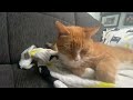 Orangecat Alexy and Calicocat Tali sharing the batman blanket...again! #batman #cat #sharing