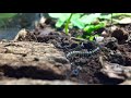 DRACULA ANTS unreleased footage part 2