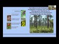 Lunchbox Talk - Science and Restoration in the Longleaf Ecosystem: Stories from NCBG