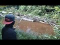 🔴 KALIMANTAN /// ikan ikan di sini suka sekali membuat saya kaget