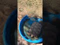 Tilly the Sulcata tortoise 🐢 Mesa Arizona￼