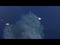 Princesse Alice sea mount Azores filmed by Boxfish ROV