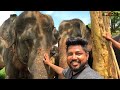 NEWBORN BABY ELEPHANT 🐘 IN PINNAWALA ELEPHANT ORPHANAGE | TRIP PISSO
