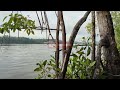 spot hutan mangrove || pelabuhan pomako timika papua #mancingmania #mangrovesfishing