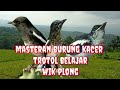 suara burung kacer trotol ngeplong