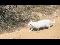 Mister the Cat goes for walk in Empty RV Park in Lakehills Texas - RV Life - Unedited