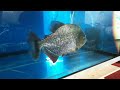 Giant piranha meets baby Red belly piranha face to face