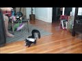 Baby SKUNKS Stomping Compilation