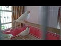 MY NEW PET BIRDS||PART 5
