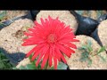 Gerbera spider/gerspider/mekar sempurna_vlog 25