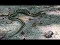 Garter Snake eats Toad
