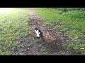 cute and funny cat video