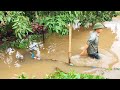 BREEDING Chickens and Ducks on Rainy Days - Getting Food for Chickens and Ducks | Dong Farm