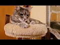 FFF Cat Video