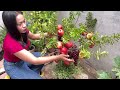 Simple tips for Growing Apples With Grapes at home   Growing Incredible strange Grow